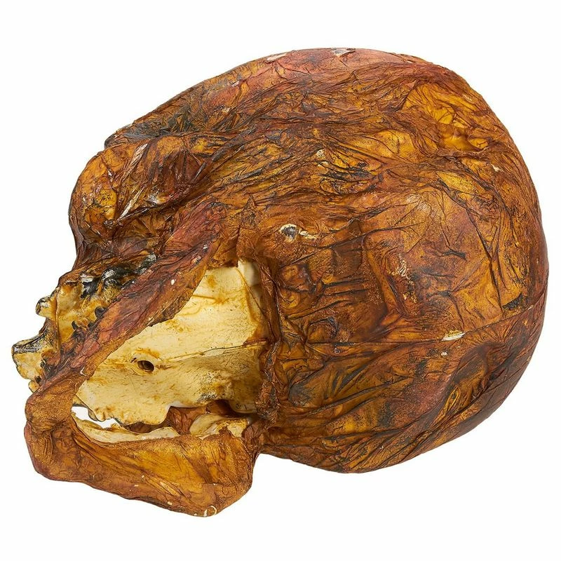 Blue Panda Plastic Skull For Halloween, Rotting Fake Skeleton Head (5.7 X 7 X 7.5 Inches) 6 Blue Panda Plastic Skull For Halloween, Rotting Fake Skeleton Head (5.7 X 7 X 7.5 Inches)