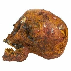 Blue Panda Plastic Skull For Halloween, Rotting Fake Skeleton Head (5.7 X 7 X 7.5 Inches) 14 Blue Panda Plastic Skull For Halloween, Rotting Fake Skeleton Head (5.7 X 7 X 7.5 Inches)