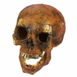 Blue Panda Plastic Skull For Halloween, Rotting Fake Skeleton Head (5.7 X 7 X 7.5 Inches) 15 Blue Panda Plastic Skull For Halloween, Rotting Fake Skeleton Head (5.7 X 7 X 7.5 Inches)