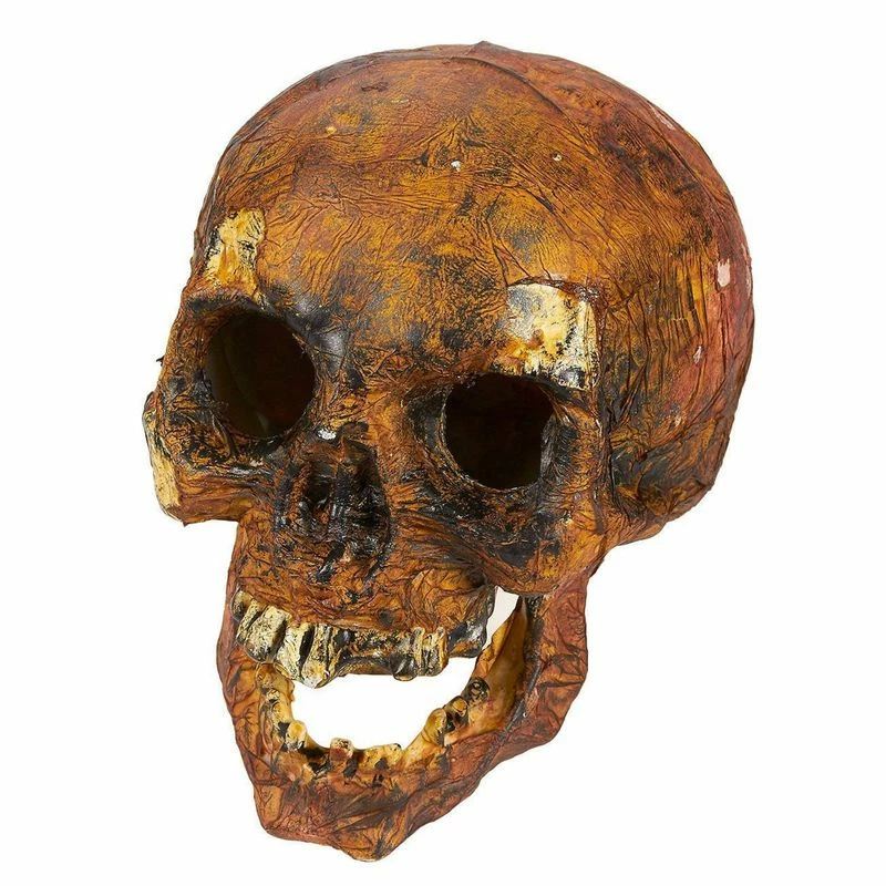 Blue Panda Plastic Skull For Halloween, Rotting Fake Skeleton Head (5.7 X 7 X 7.5 Inches) 9 Blue Panda Plastic Skull For Halloween, Rotting Fake Skeleton Head (5.7 X 7 X 7.5 Inches)